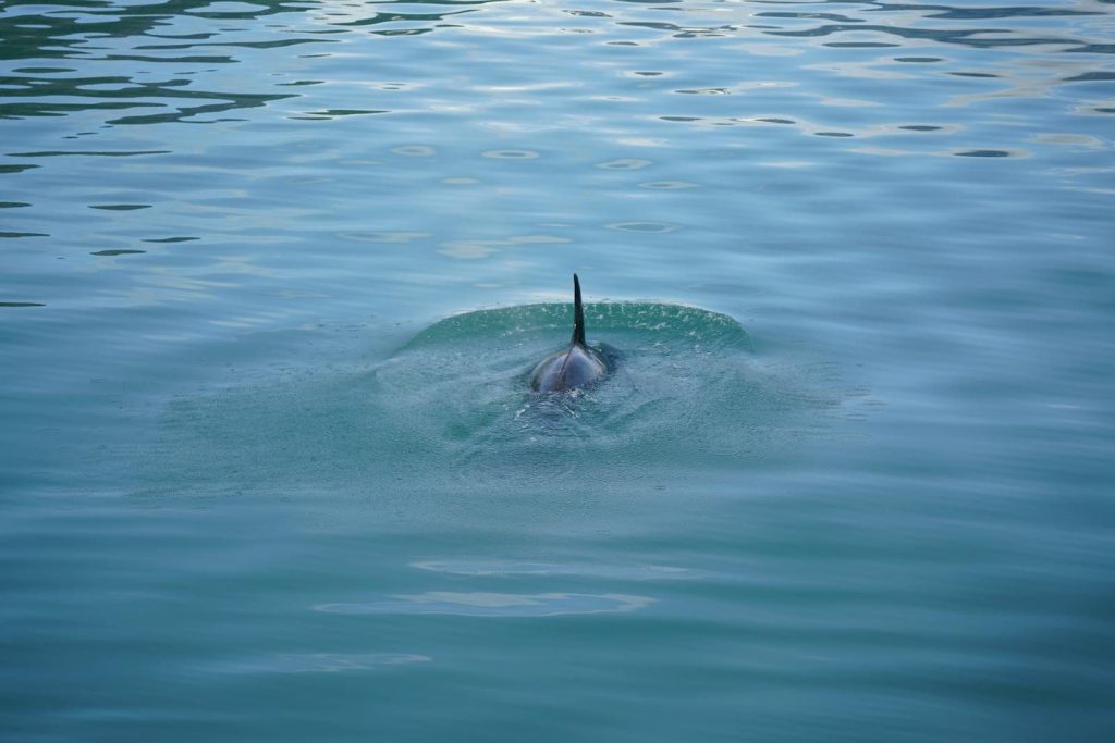 Orca fin gracefully surfacing in tranquil ocean, captured in bright daylight.
