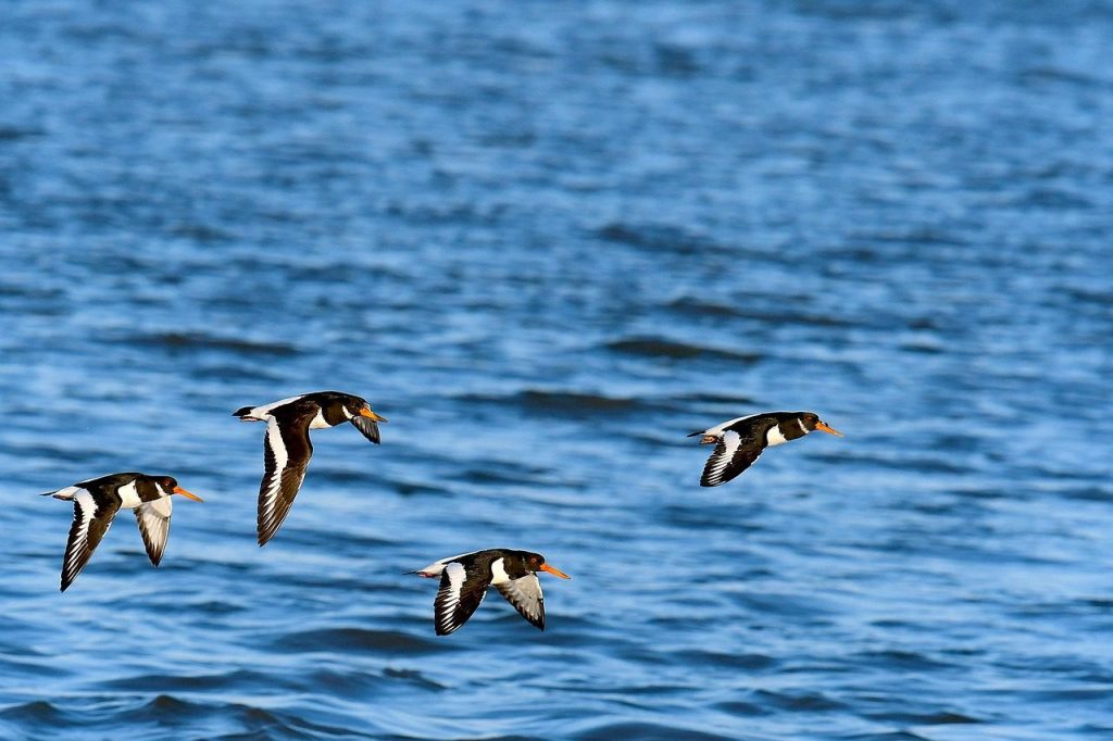 oystercatcher, birds, north sea, nature, limicoles