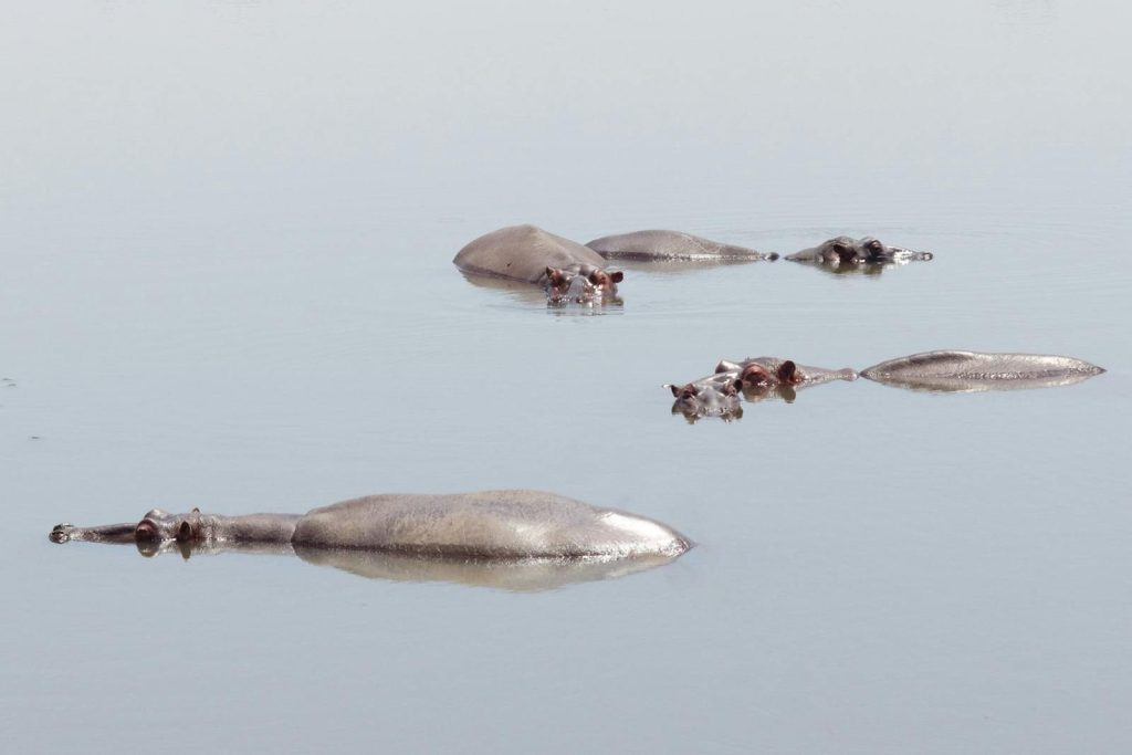 A serene scene of hippos partially submerged, relaxing in a tranquil South African lake.