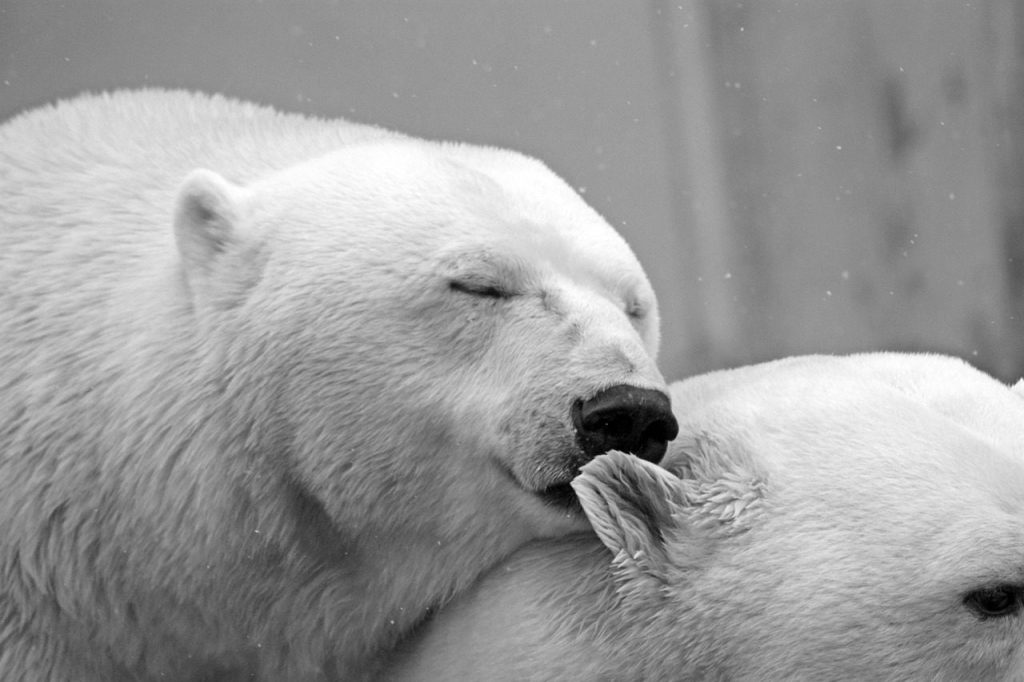 polar bear, bear, animals, white, love, affection, feelings, heart, romantic, nature, relationship, romance, tenderness, pair, lovers, kiss, whisper, couple, happyvalentine's