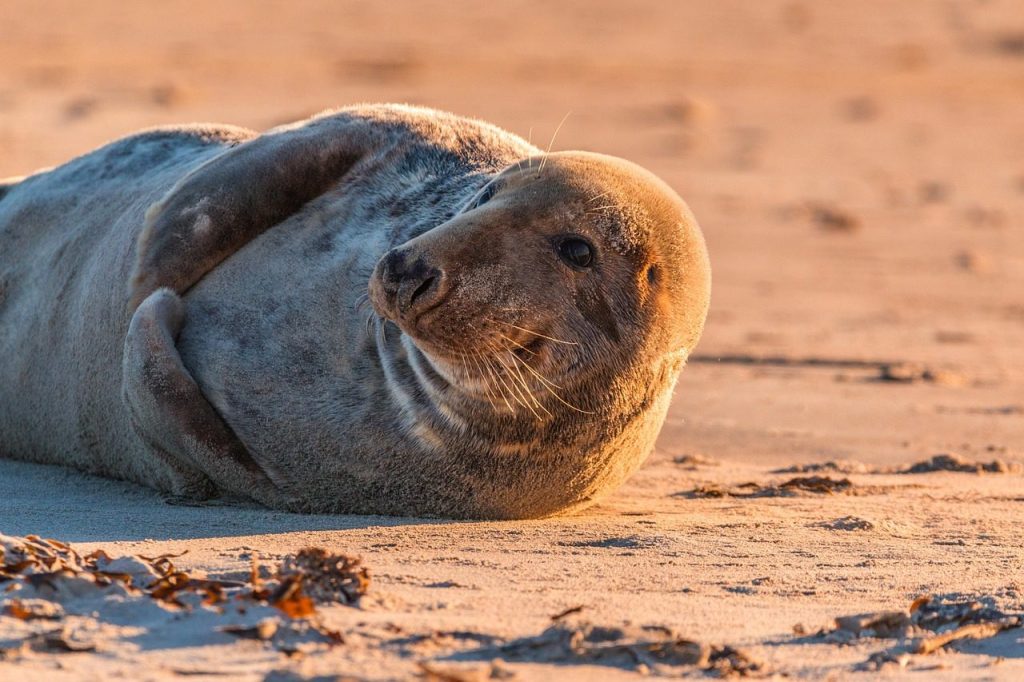 gray seal, seal, halichoerus grypus, beach, dune, helgoland, north sea, sea island, island, nature, sea, water, sea creatures