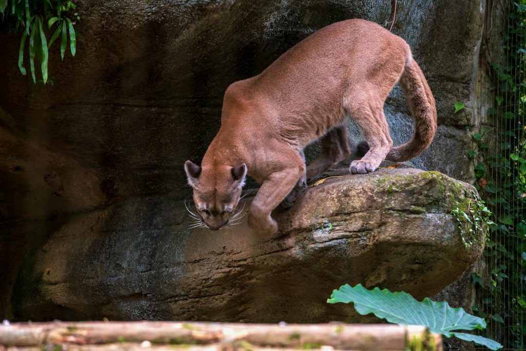 Close-up of a puma gracefully walking on a rock in its natural habitat, showcasing its powerful form.