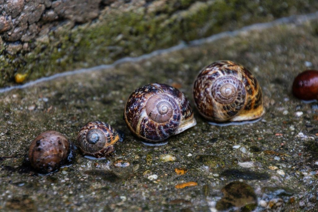 Three snails on a wet stone surface