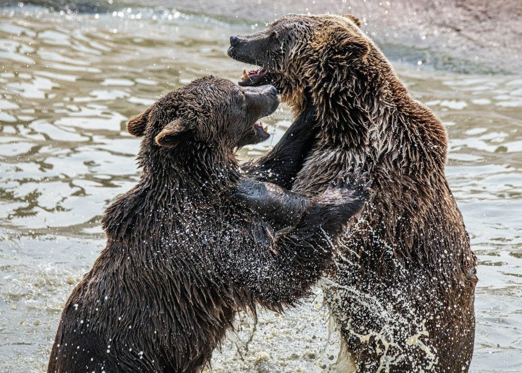 brown bear on body of water during daytime