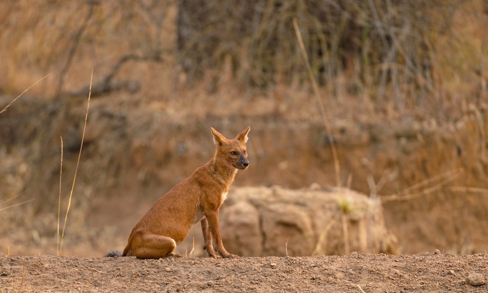 a fox sitting on the ground