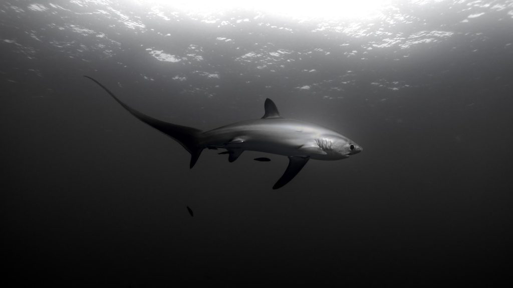 A thresher shark swims in dark ocean water