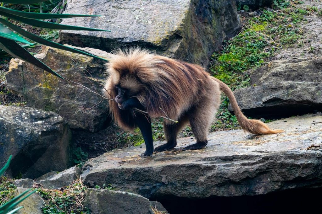 A gelada baboon standing on rocky ground in a zoo enclosure, showcasing its distinctive mane and posture.
