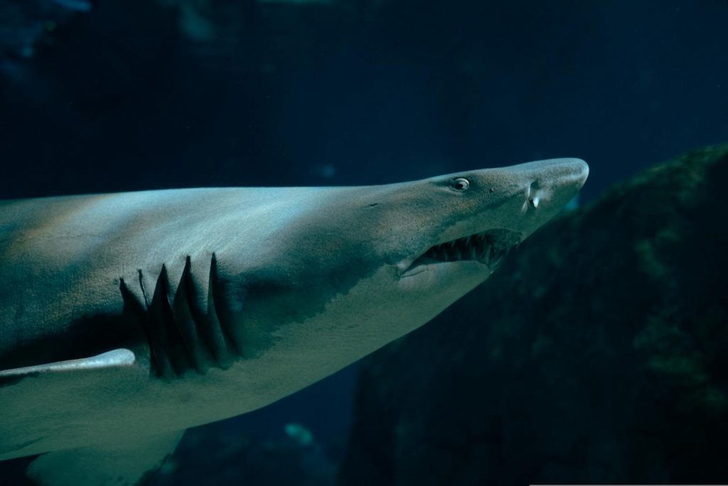 Dramatic close-up of a sand tiger shark swimming gracefully underwater, showcasing its sharp teeth.
