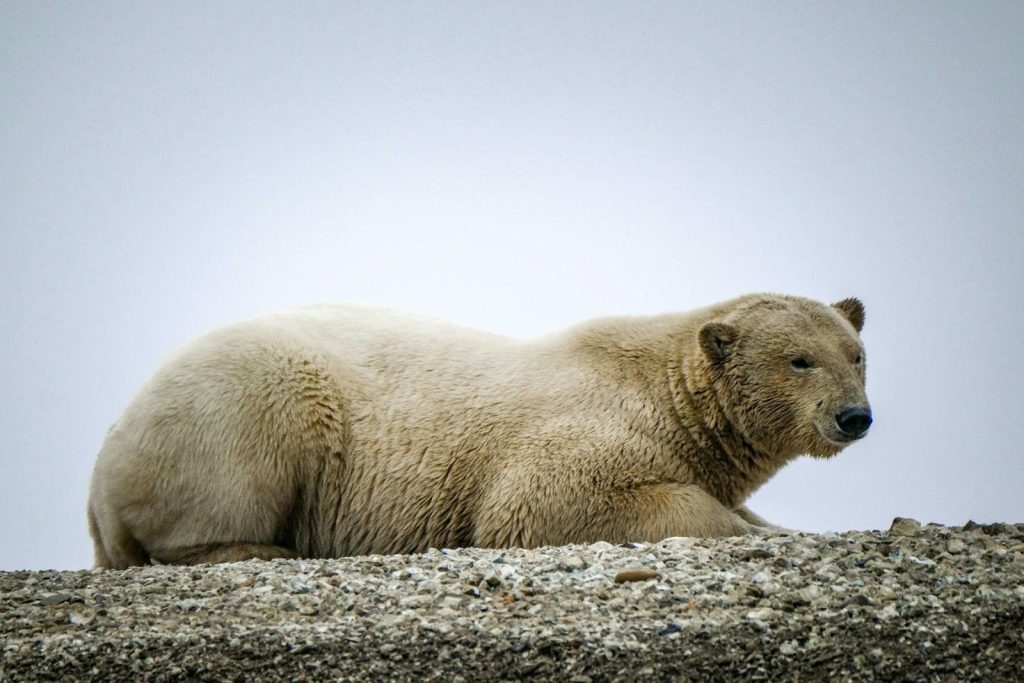 A serene polar bear lying on rocky Arctic ground against a soft sky backdrop, exuding calmness.