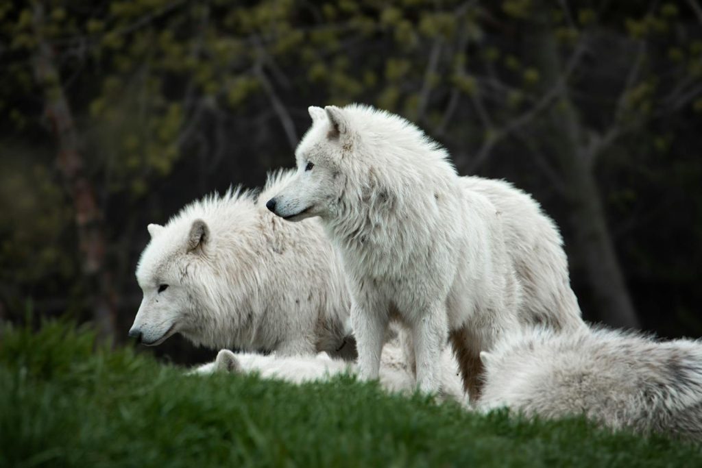 A group of white wolves standing on grassy terrain in a forest setting.