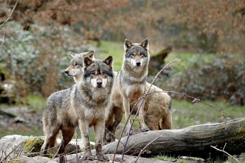 A group of gray wolves standing alert in their natural forest surroundings.