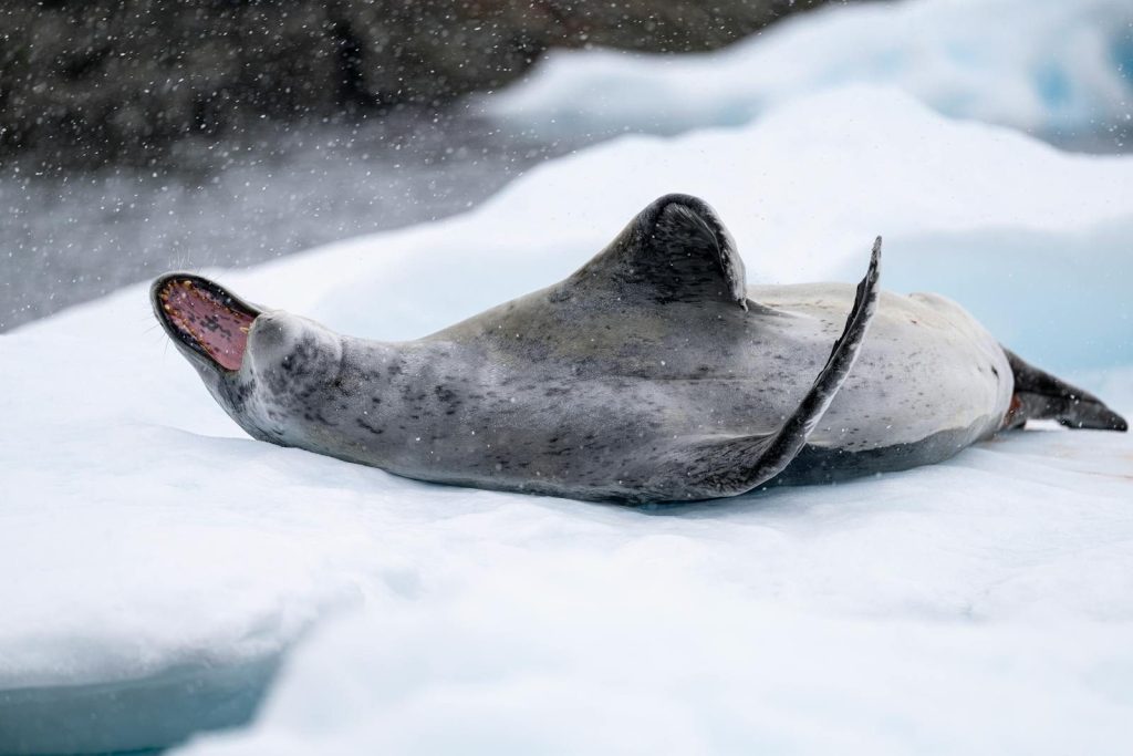 A leopard seal reclines on ice during snowfall in Antarctica, showcasing its natural habitat.