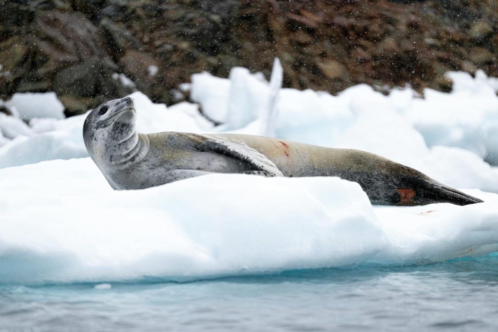 Leopard seal relaxing on snowy ice floe in arctic region, with snow falling gently.