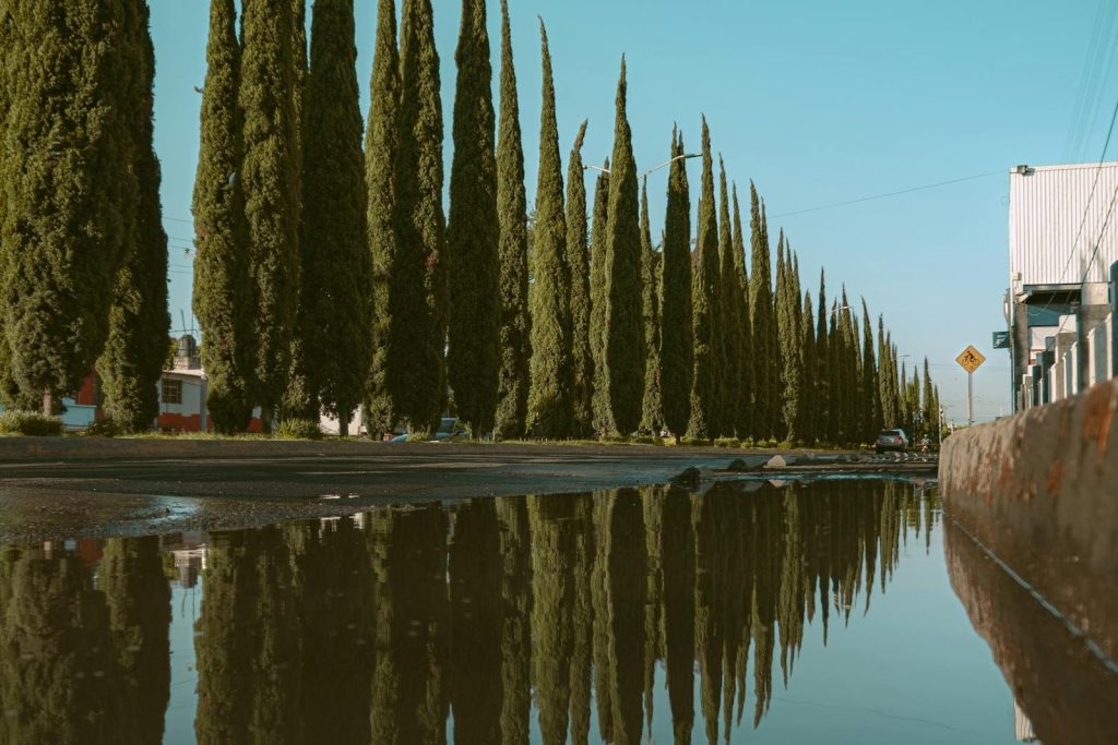 A serene view of cypress trees reflected in a puddle along an urban street in Atlixco, Mexico.
