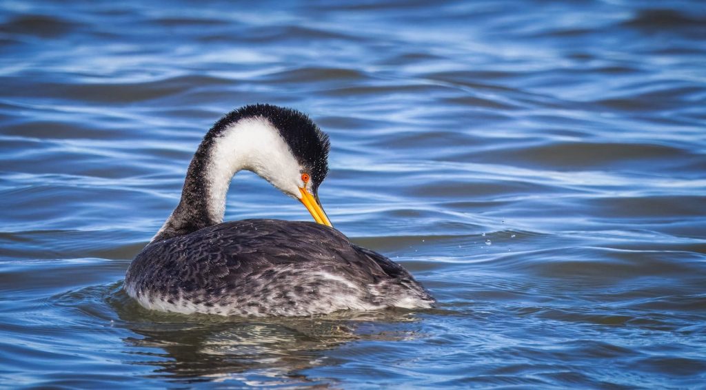 A Clark's Grebe gracefully swims and preens on a serene lake with rippling water.