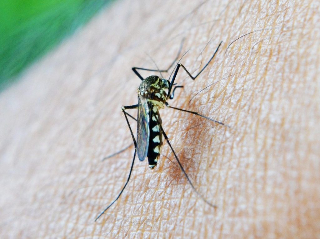 mosquito, bite, decease, malaria, sri lanka, mawanella, ceylon, mosquito, mosquito, mosquito, mosquito, mosquito, malaria, malaria, malaria