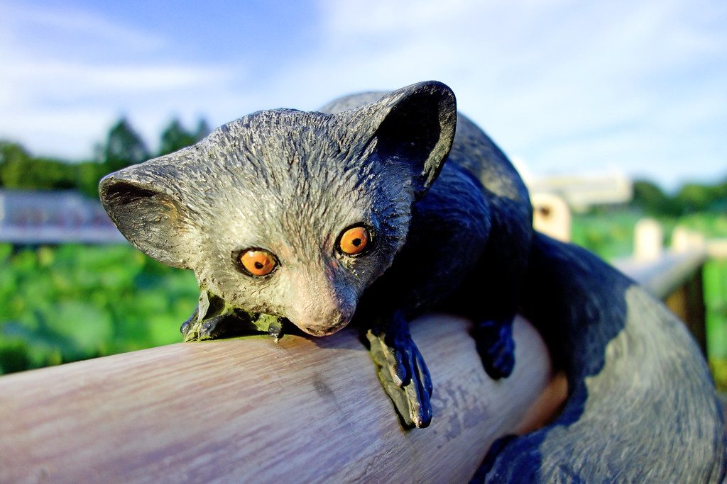 The Aye-Aye