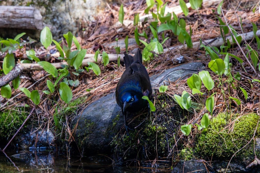 A common grackle perched on a rock near a forest stream surrounded by greenery.
