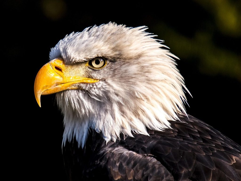 adler, eagle, bird, white tailed eagle, bald eagle, raptor, nature, animal, eagle head, portrait, feathers, plumage, wilderness, wild animal, animal world, wildlife, wildlife photography, eagle, eagle, eagle, eagle, eagle