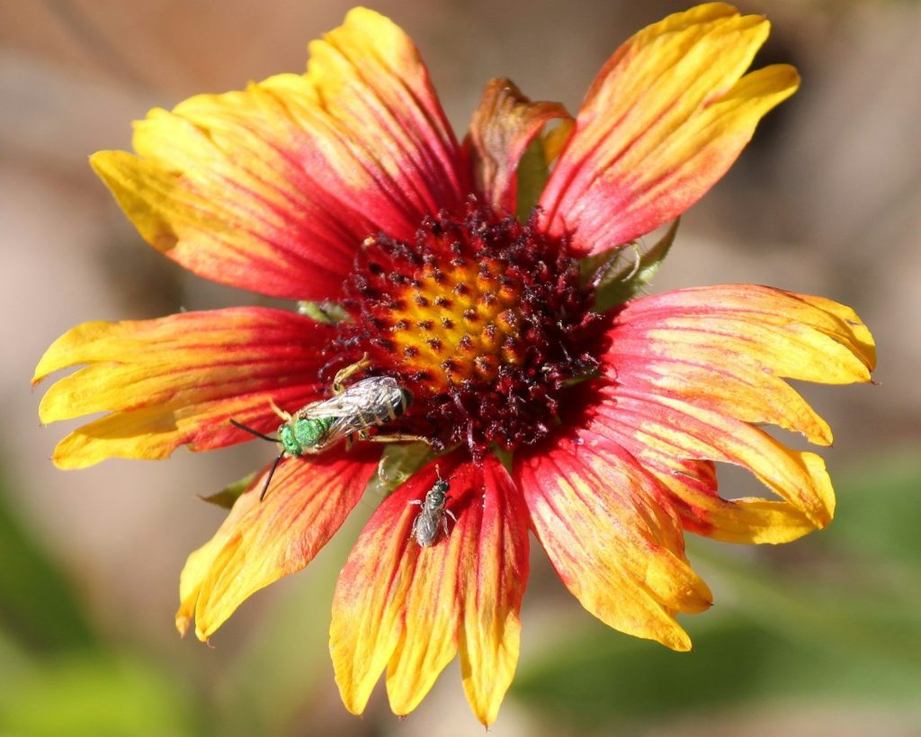 a yellow and red flower with a bug on it