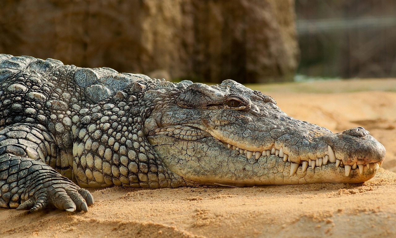 nile crocodile, animal, zoo, crocodile, crocodylus niloticus, reptile, predator, wildlife, fauna, wilderness, nature, animal world, wildlife photography, crocodile, crocodile, crocodile, crocodile, crocodile