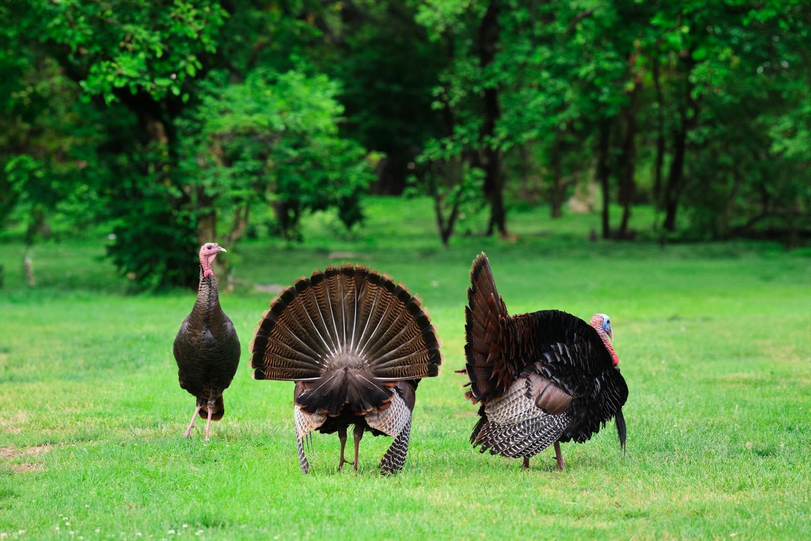 Three wild turkeys roam the green landscape of Stamford, CT, showcasing nature's beauty.