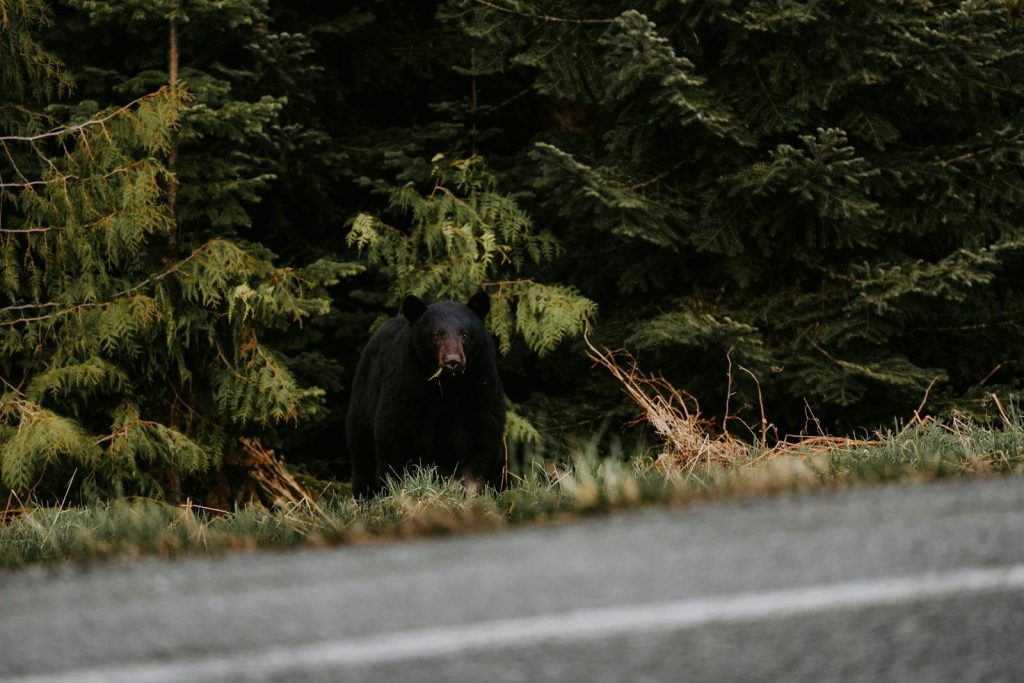 A black bear stands by an evergreen forest edge near the road, captured in stunning clarity.