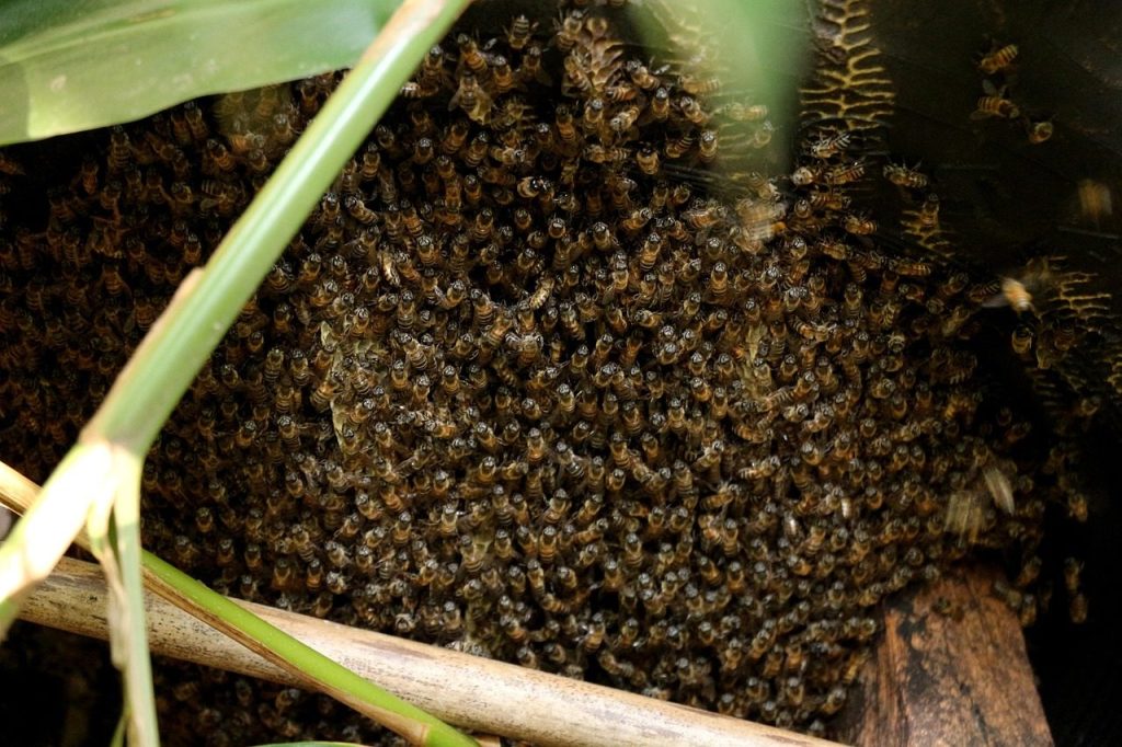 bee, swarm, sting