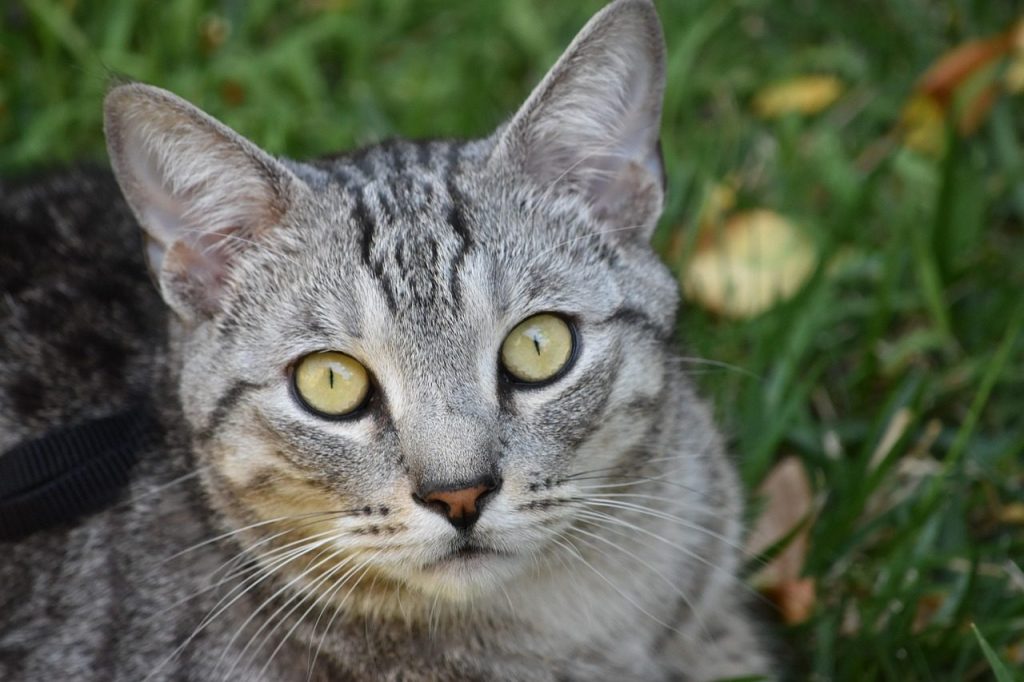 cat, pixie-bob, feline, pet, whiskers, fur, animal, mammal, nature, breed