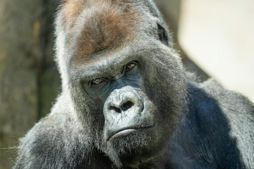 Intense close-up portrait of a majestic gorilla showcasing the depth of wildlife emotions.