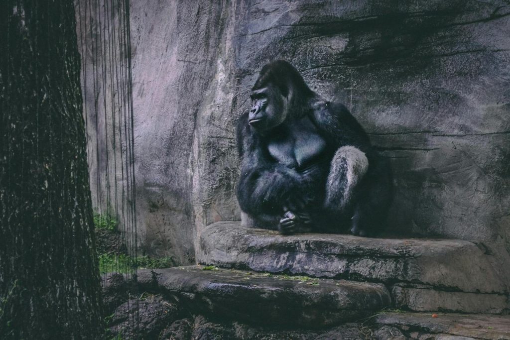 A contemplative gorilla rests against a rocky wall, showcasing its strength and tranquility.