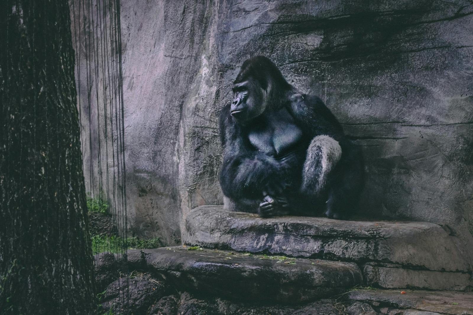A contemplative gorilla rests against a rocky wall, showcasing its strength and tranquility.