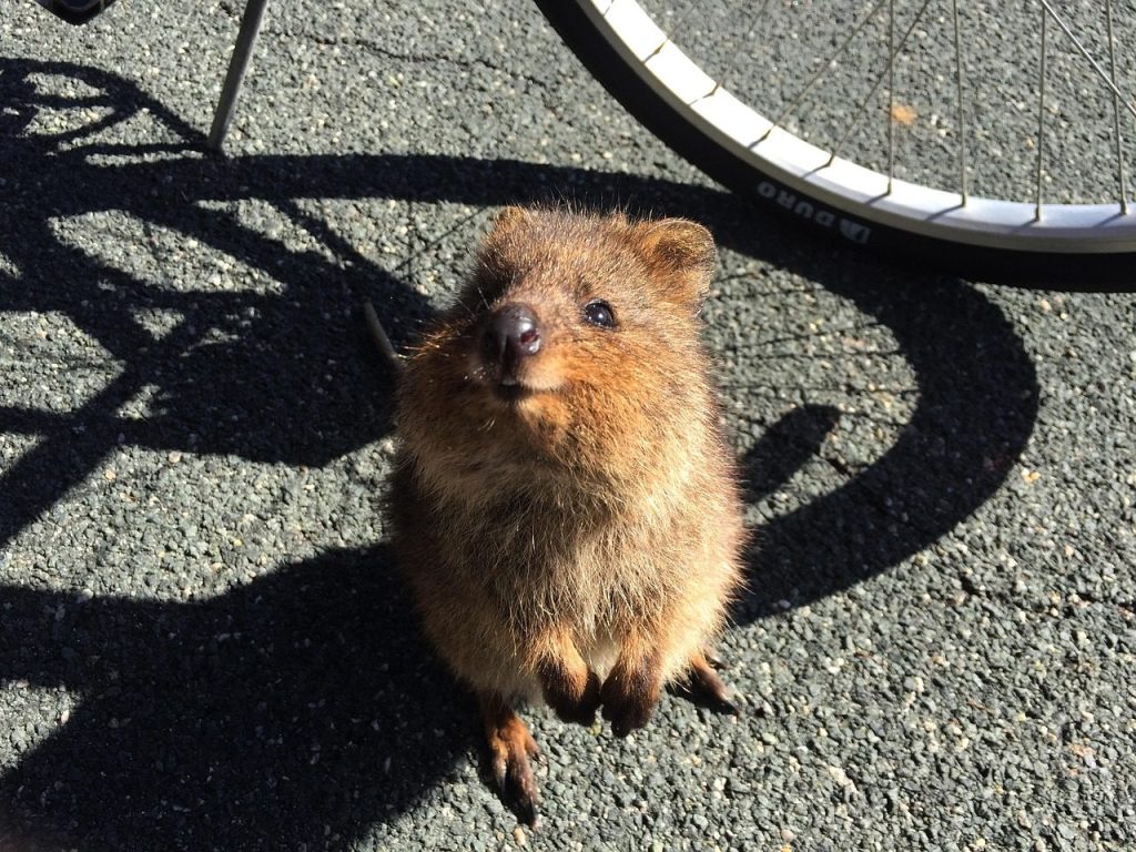 quokka, animal, wildlife, australia, rottnest island, mammal, cute, native, nocturnal, nature, wallaby, gray animals, gray island