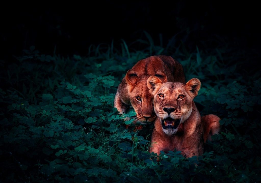 lions, cubs, pair, jungle, nature, outside, outdoors, animals, wildlife, africa, safari, black animals, black natural, lions, jungle, jungle, jungle, jungle, jungle, africa