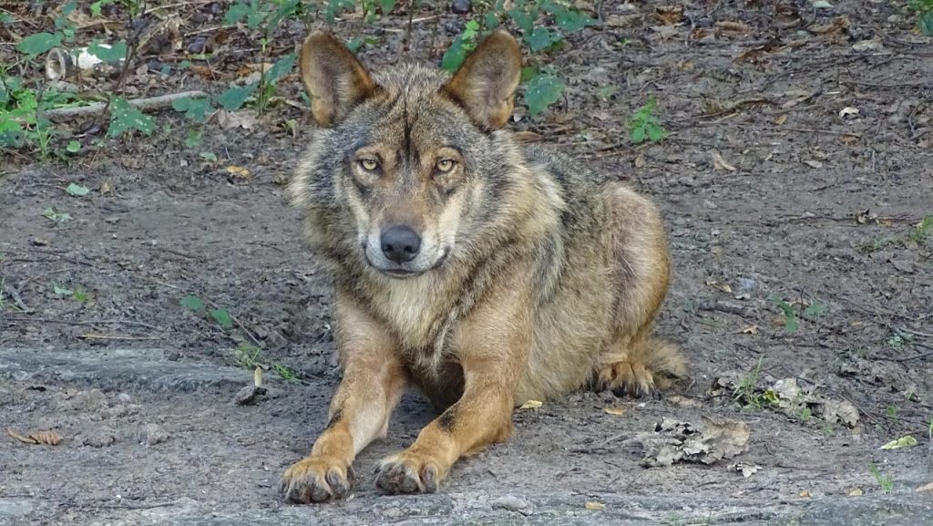 wolf, iberian wolf, subspecies, species, wolves, predator, iberian wolf, iberian wolf, wolves, wolves, wolves, wolves, wolves