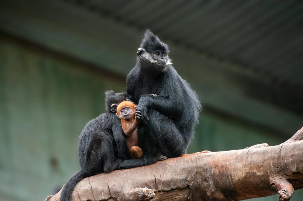 A family of endangered monkeys sits on a branch, showcasing their natural behavior in a zoo enclosure.