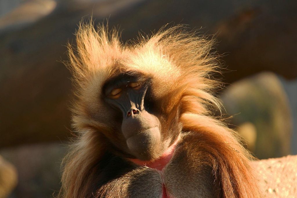 Bleeding heart baboon with eyes closed sitting at light of bright sun in zoo