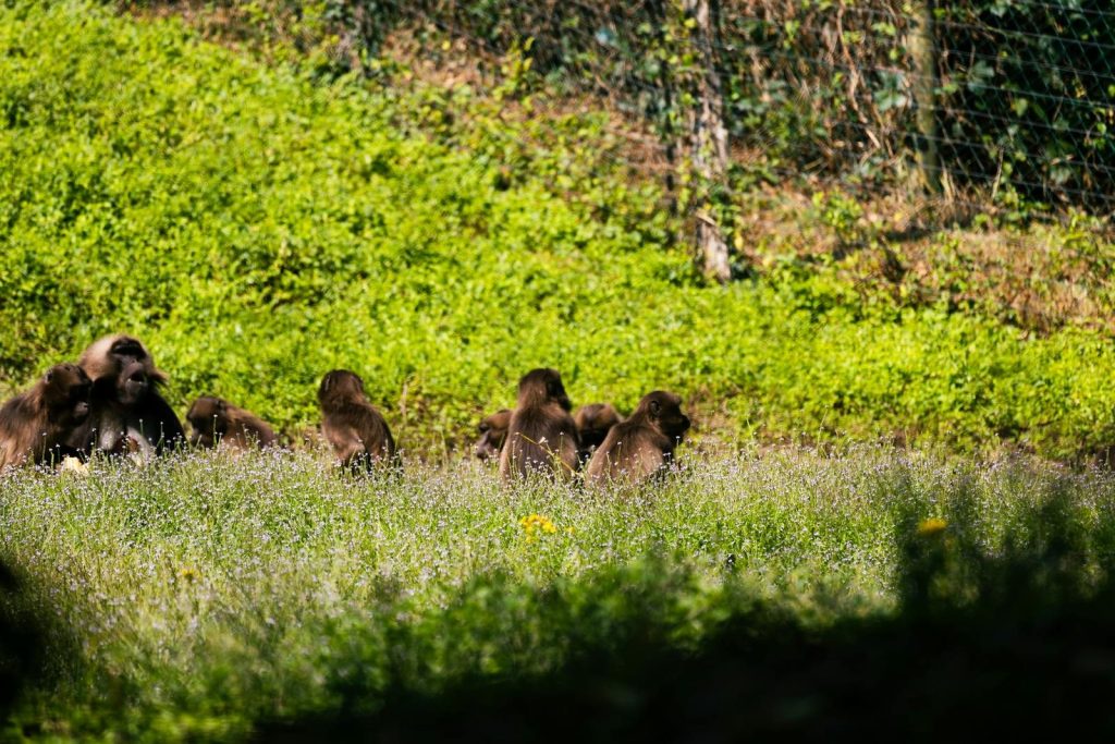 A group of Gelada baboons gathered in a vibrant green meadow.