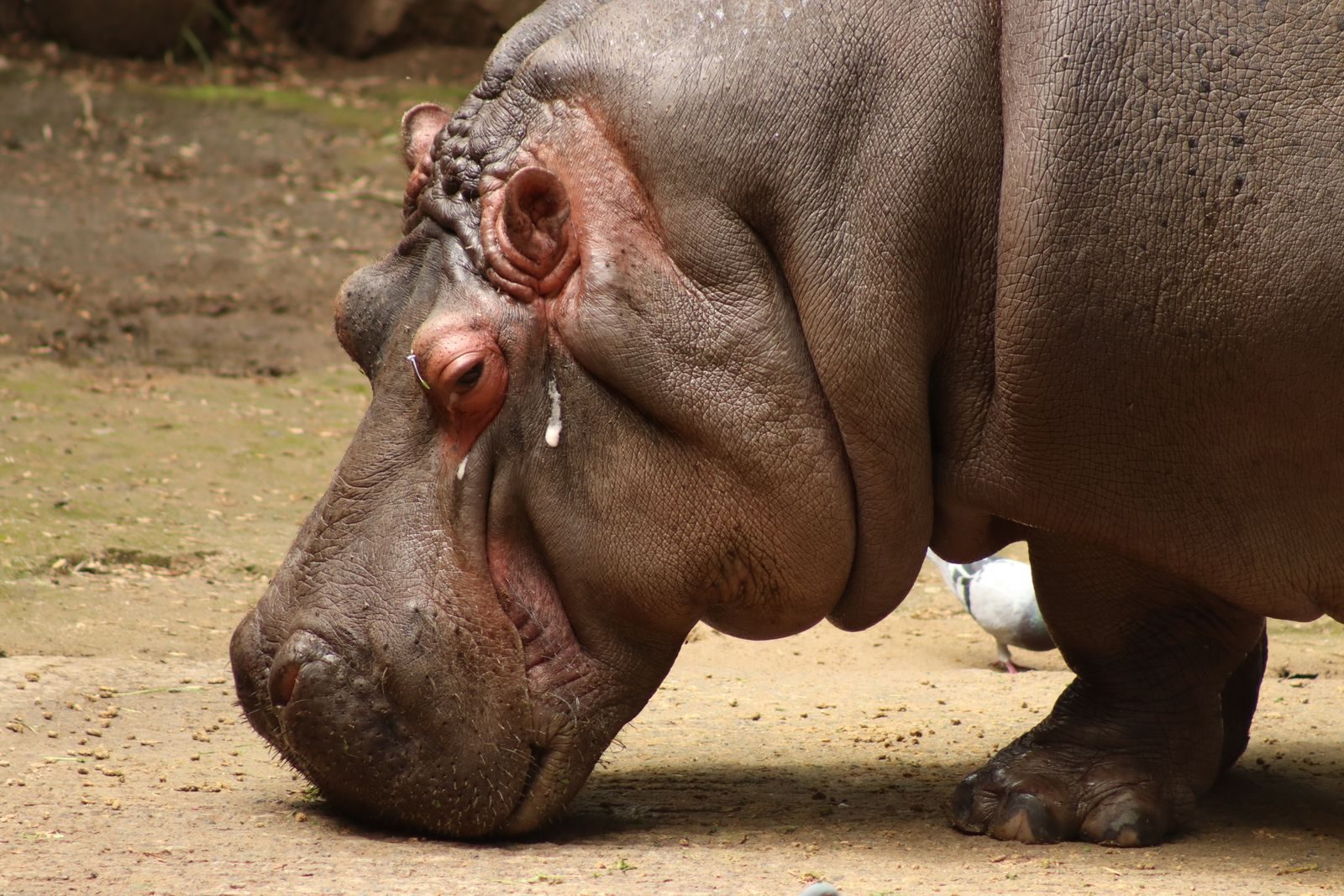 A detailed portrait of a hippopotamus at Chapultepec Zoo displaying its massive size and unique features.