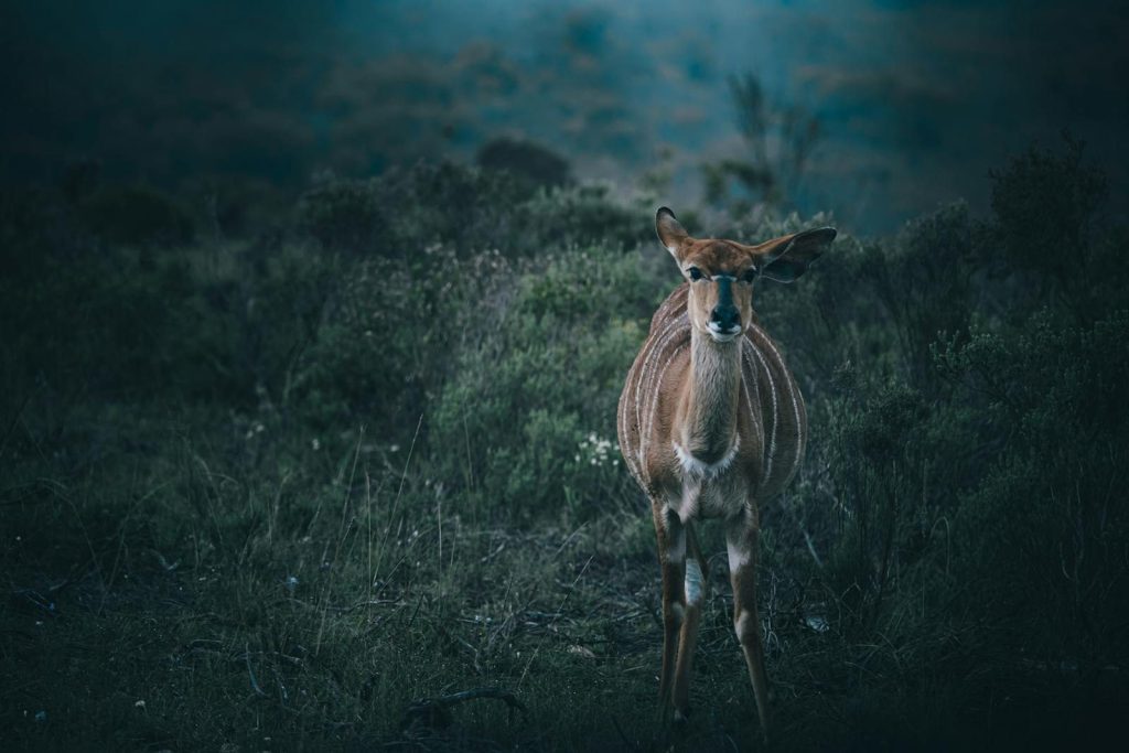 A serene antelope standing in an African grassland, captured during a moody daylight setting.