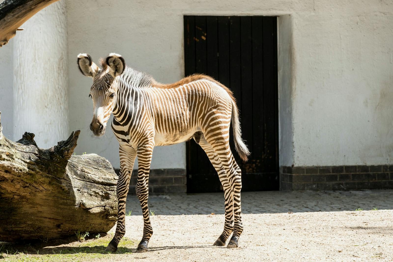 A young zebra with stripes in an outdoor enclosure at Berlin Zoo on a sunny day.