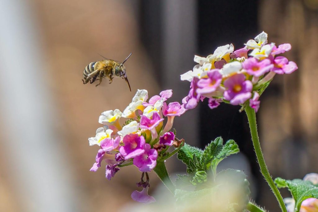 Close-up of a bee flying near colorful lantana flowers, highlighting pollination in nature.