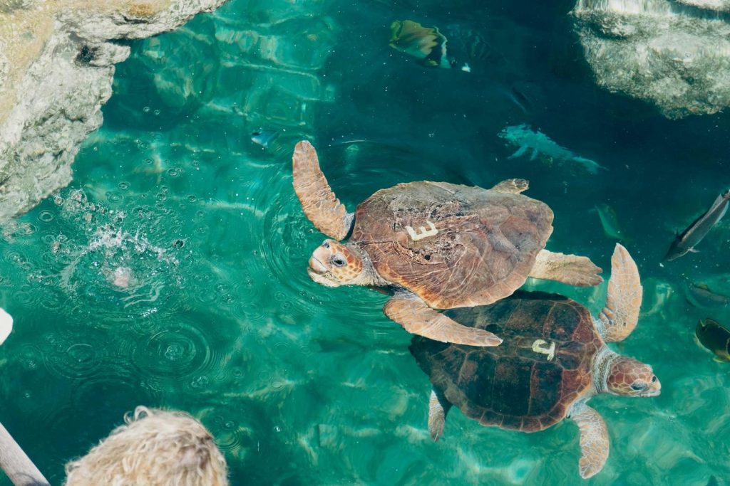 Two sea turtles glide through clear, turquoise waters, displaying natural beauty in their marine habitat.