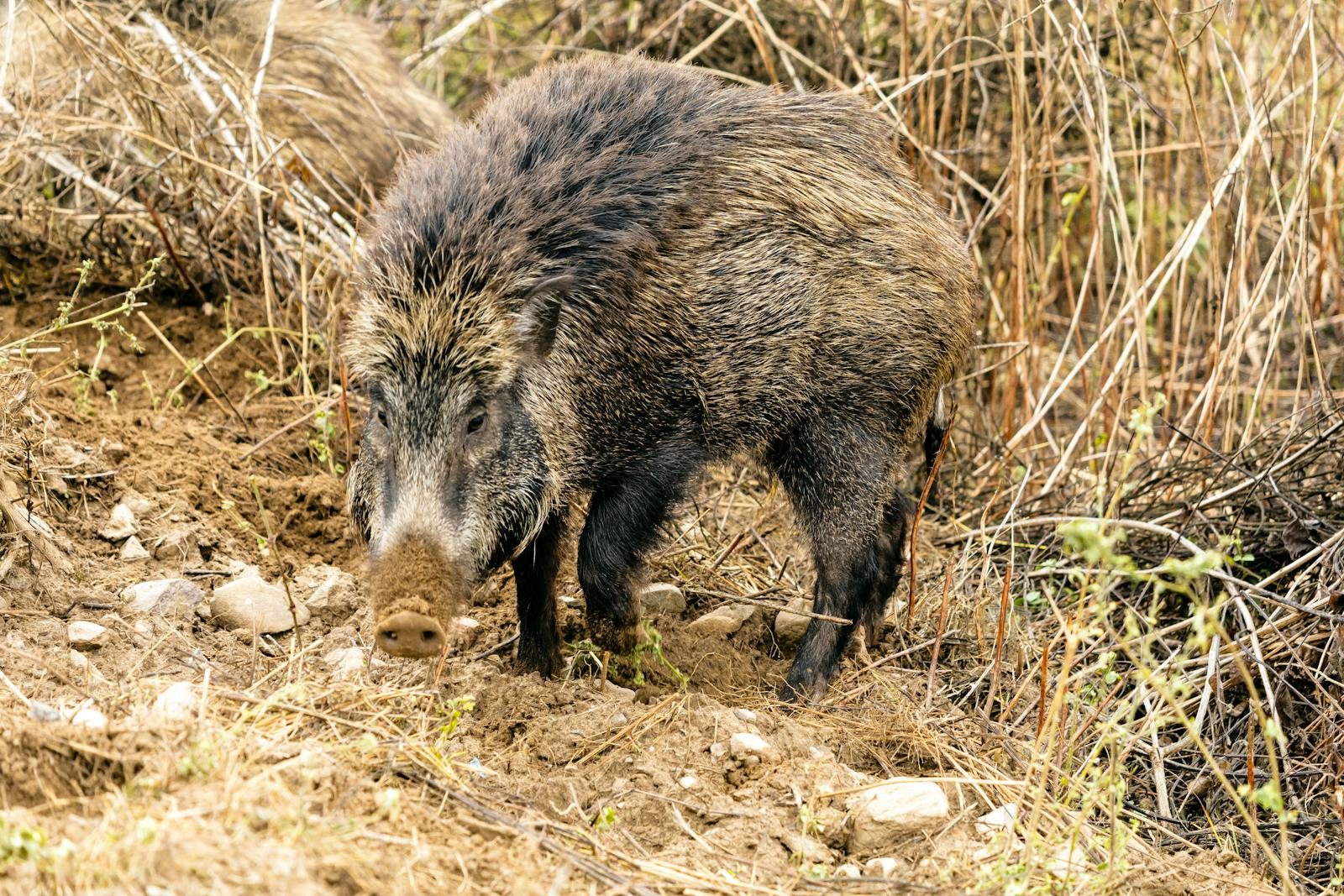 A wild boar forages in a grassy, earthy environment, showcasing its natural behavior.