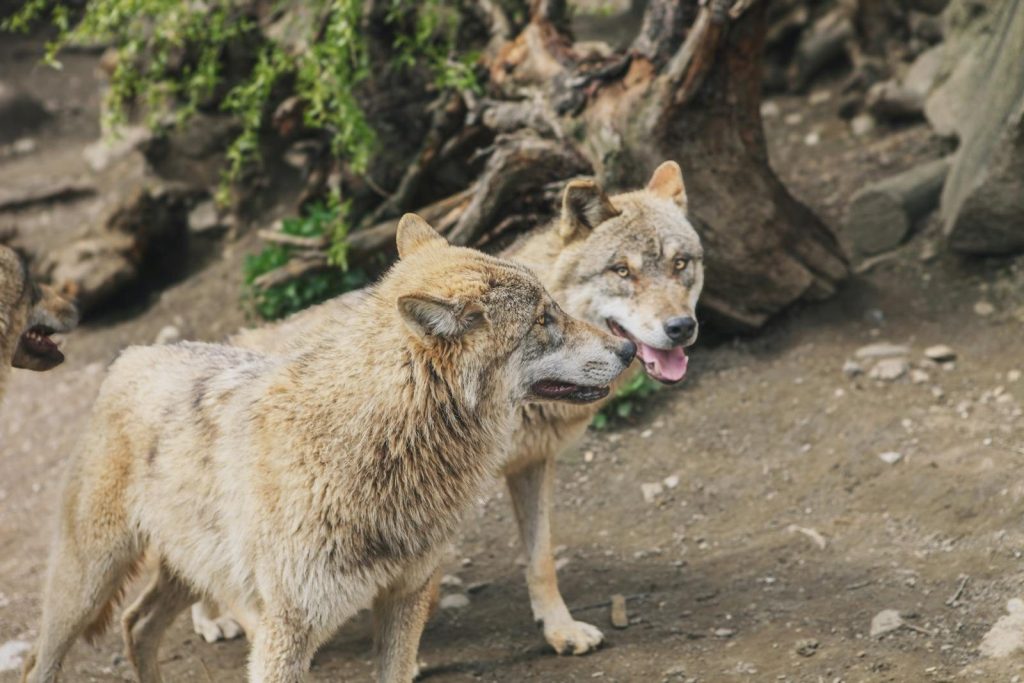 Two wolves standing together in a natural outdoor habitat with trees.