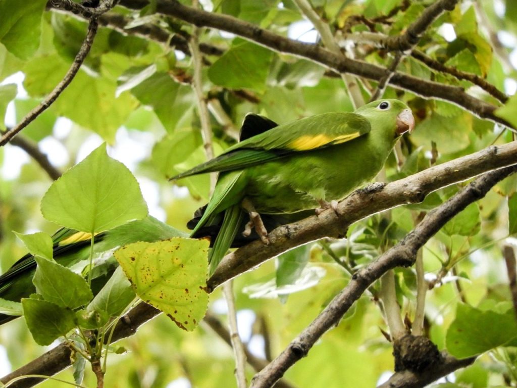 parrot, budgie, native, bolivian