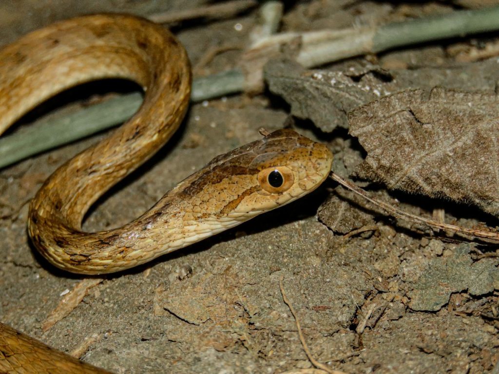 Detailed close-up of a brown snake slithering through the forest floor in Brazil.