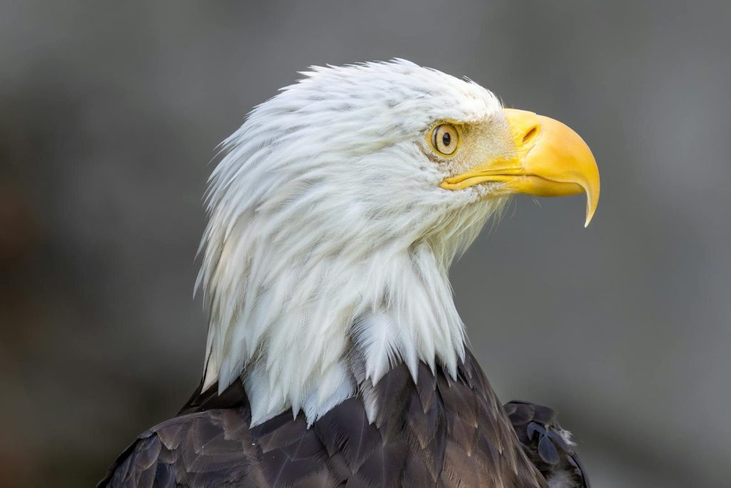 Detailed close-up of a majestic bald eagle in Providence, Rhode Island.