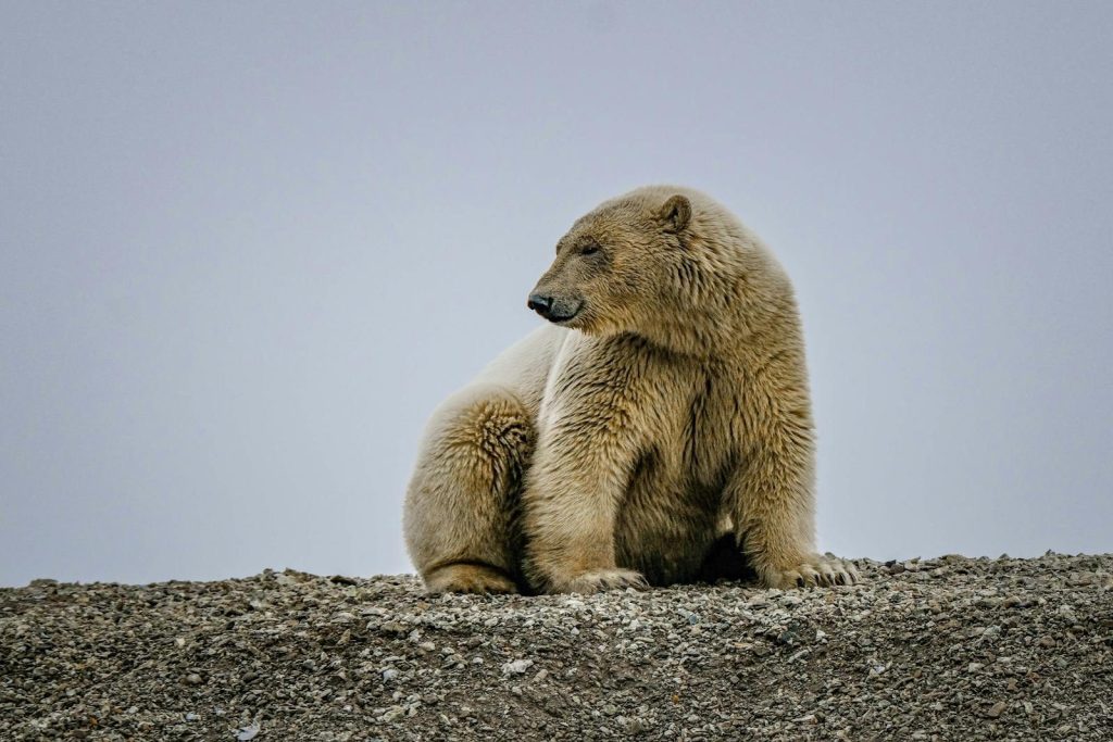 A polar bear sits on rocky ground, gazing thoughtfully into the distance.