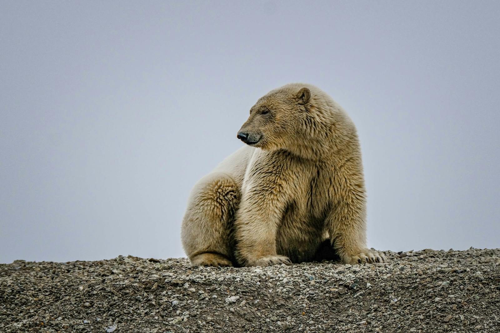A polar bear sits on rocky ground, gazing thoughtfully into the distance.